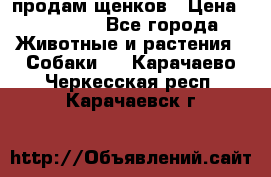 продам щенков › Цена ­ 15 000 - Все города Животные и растения » Собаки   . Карачаево-Черкесская респ.,Карачаевск г.